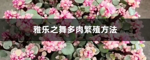 雅乐之舞多肉繁殖方法，可以分株吗