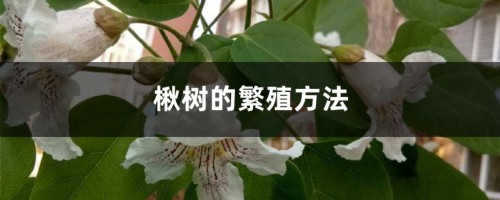 楸树的繁殖方法