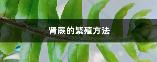 肾蕨的繁殖方法